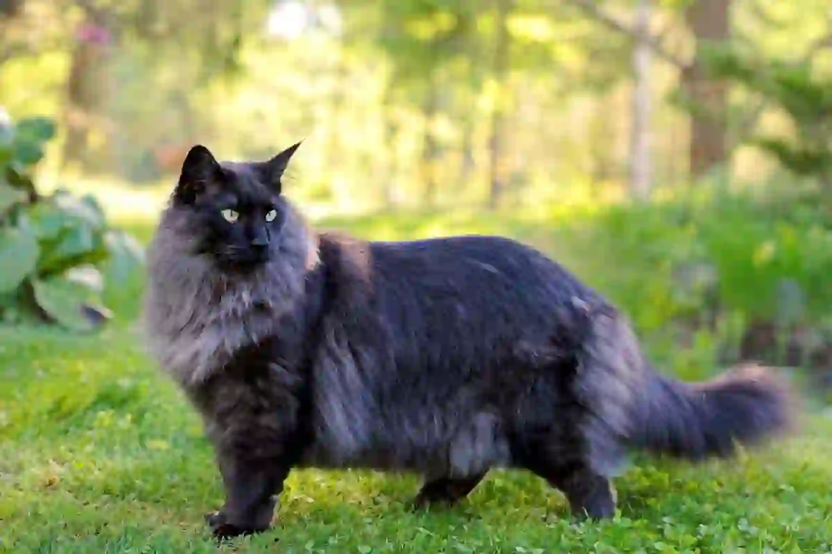 the-history-of-the-norwegian-forest-cat-norwegian-forest-cat